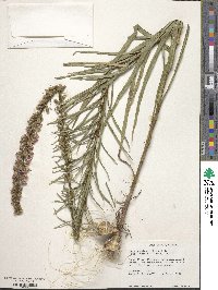 Liatris spicata image