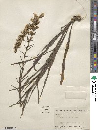 Liatris spicata image