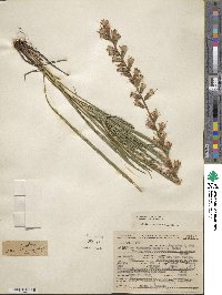 Liatris spicata image