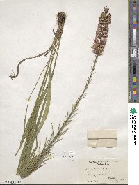 Liatris spicata image