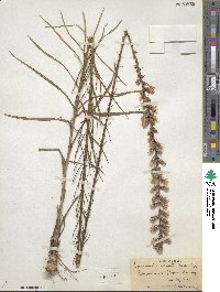 Liatris spicata image