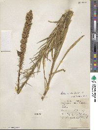 Liatris spicata image