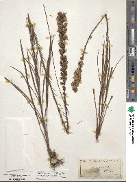 Liatris spicata image