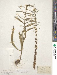 Liatris spicata image