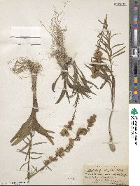 Liatris spicata image