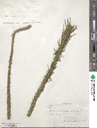 Liatris spicata image