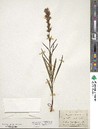 Liatris spicata image