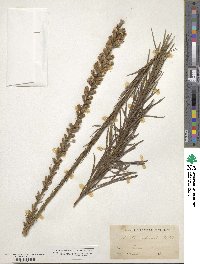 Liatris spicata image