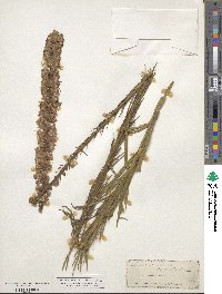 Liatris spicata image