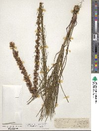 Liatris spicata image