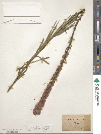 Liatris spicata image