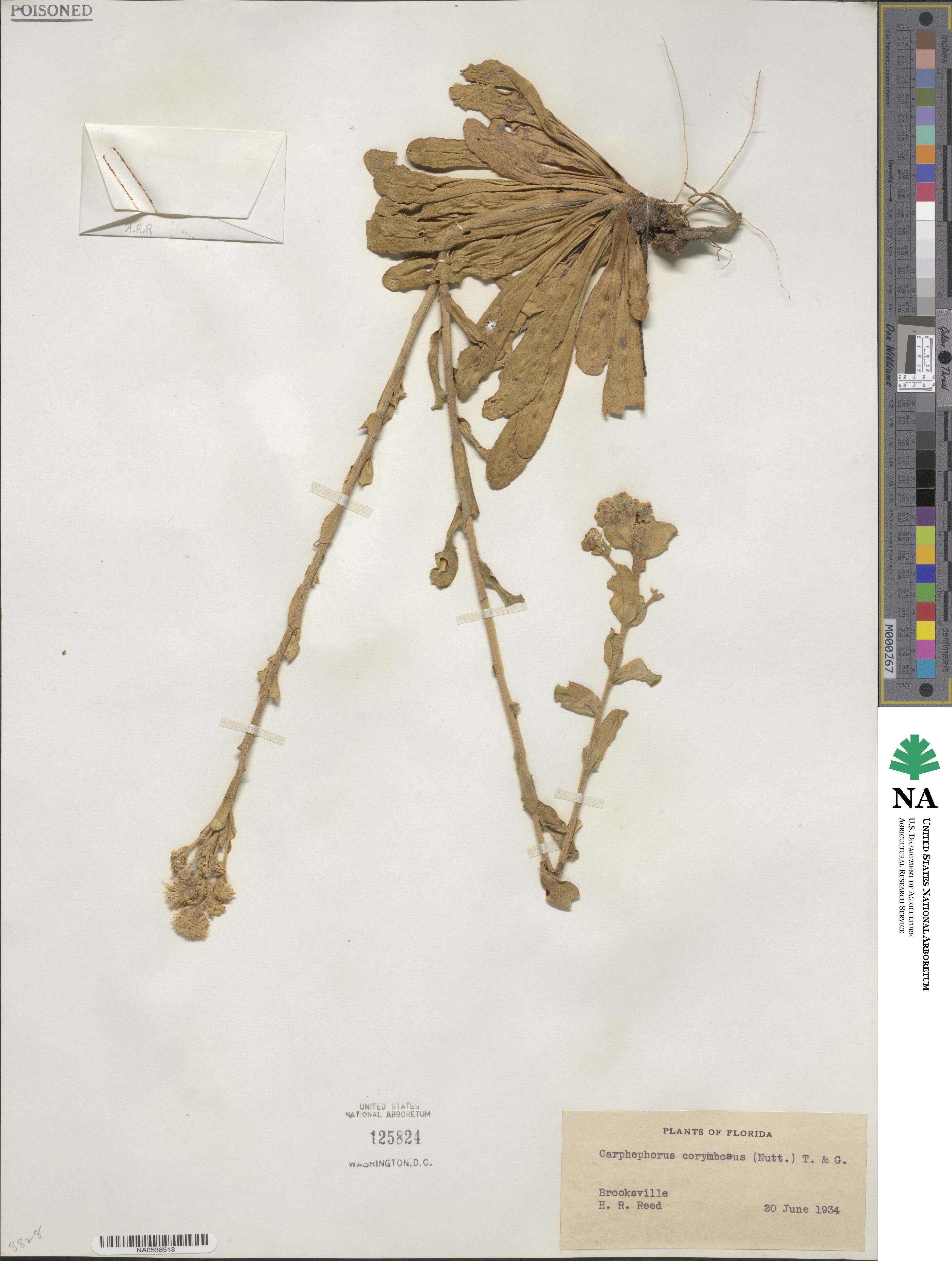 Carphephorus corymbosus image
