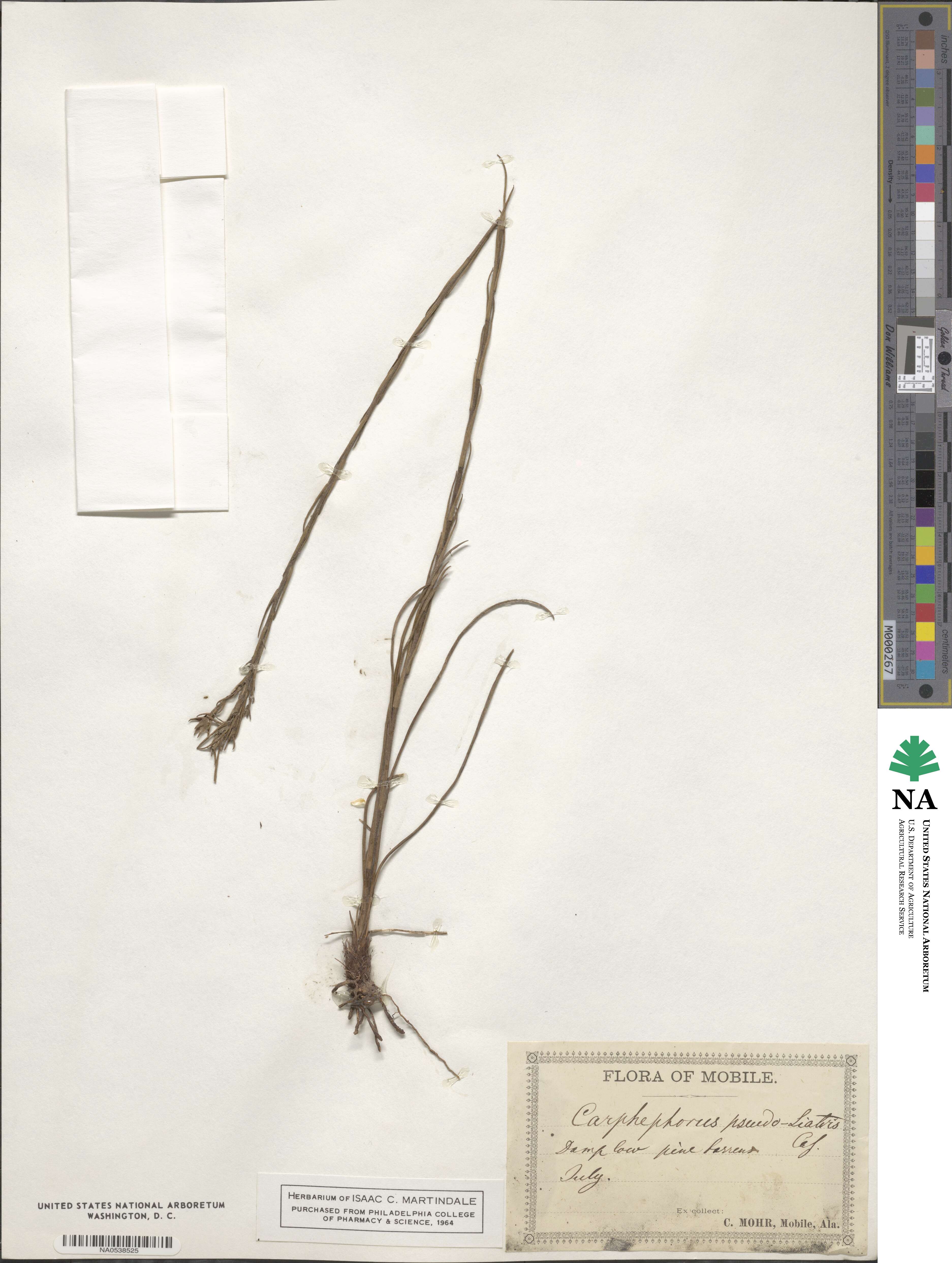 Carphephorus pseudoliatris image