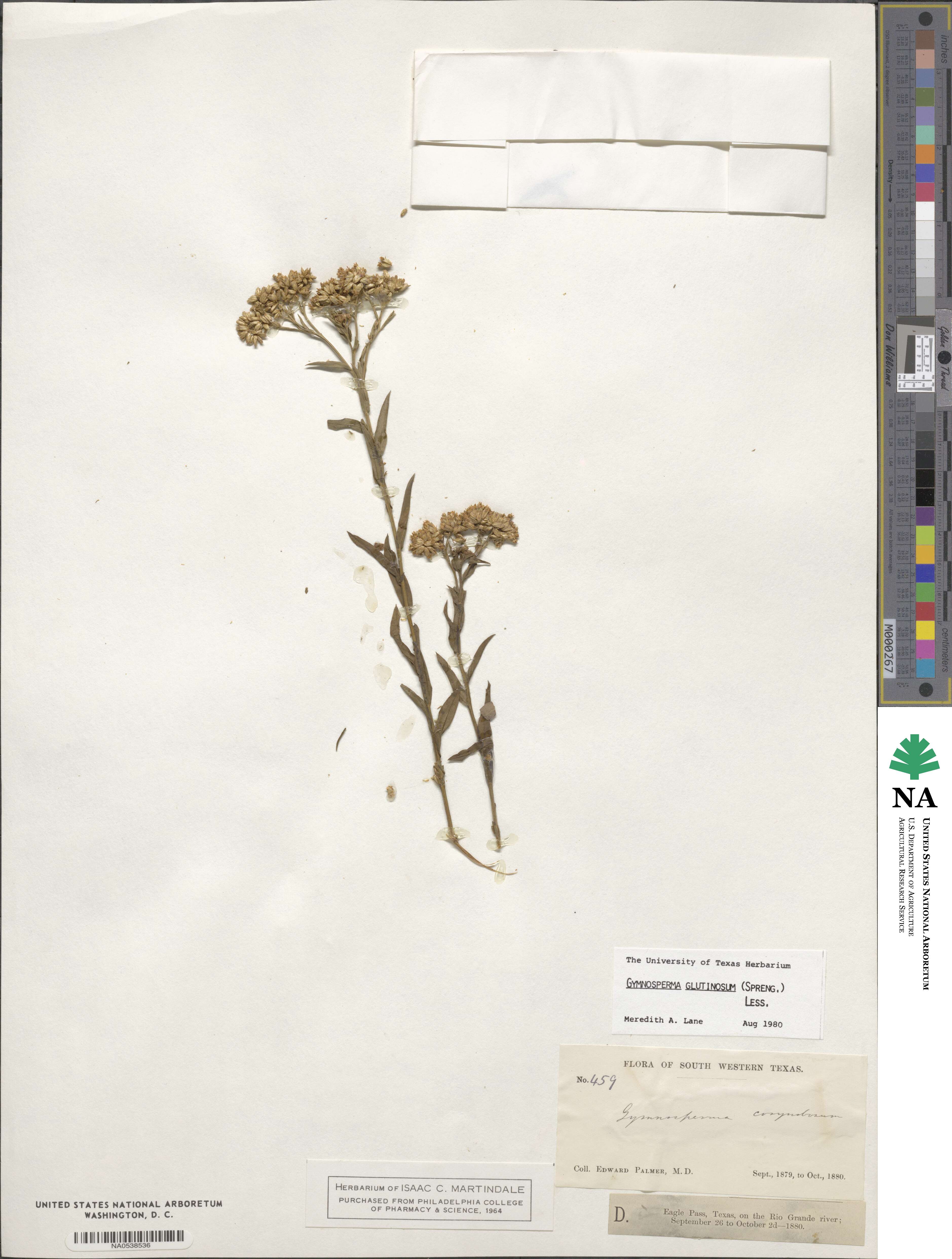 Gymnosperma image