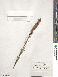 Liatris spicata image