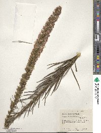 Liatris spicata image