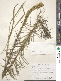 Liatris spicata image