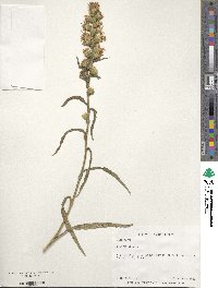 Liatris spicata image