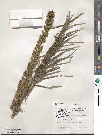 Liatris spicata image