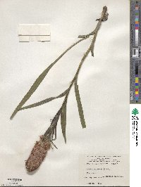 Liatris spicata image