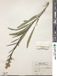 Liatris spicata image