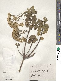 Image of Garberia heterophylla