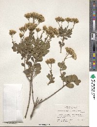 Garberia heterophylla image