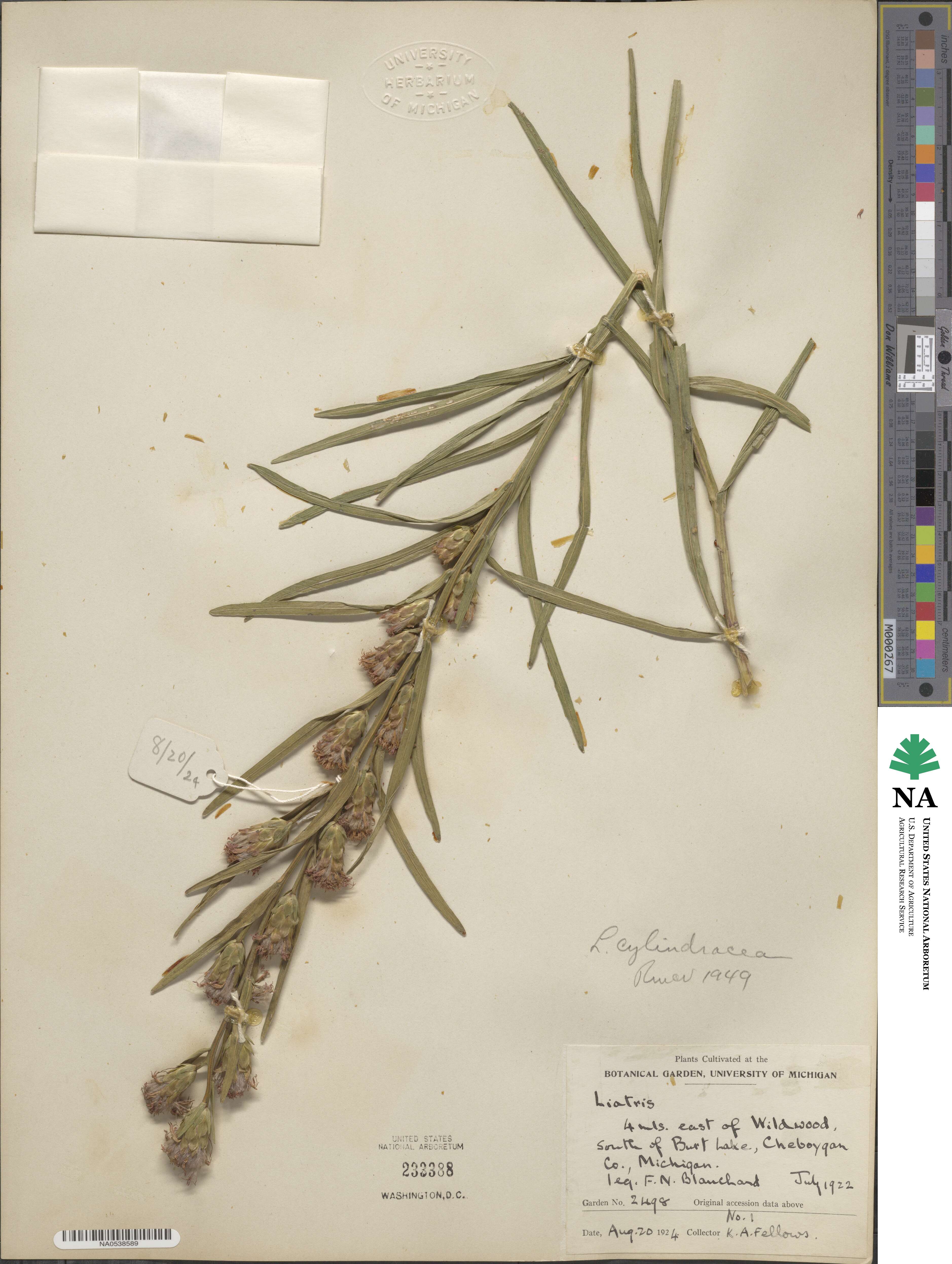 Liatris cylindracea image