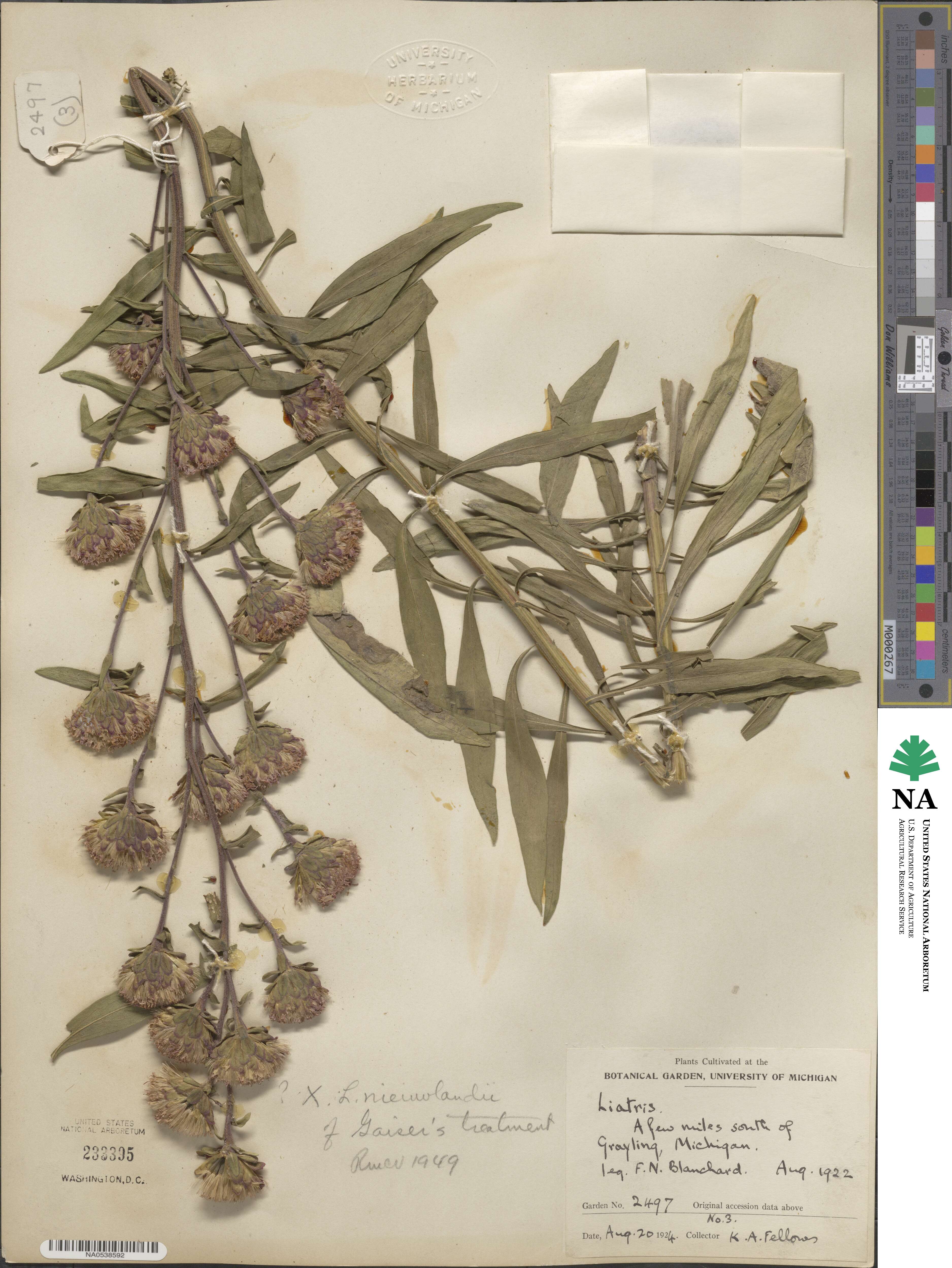 Liatris × nieuwlandii image