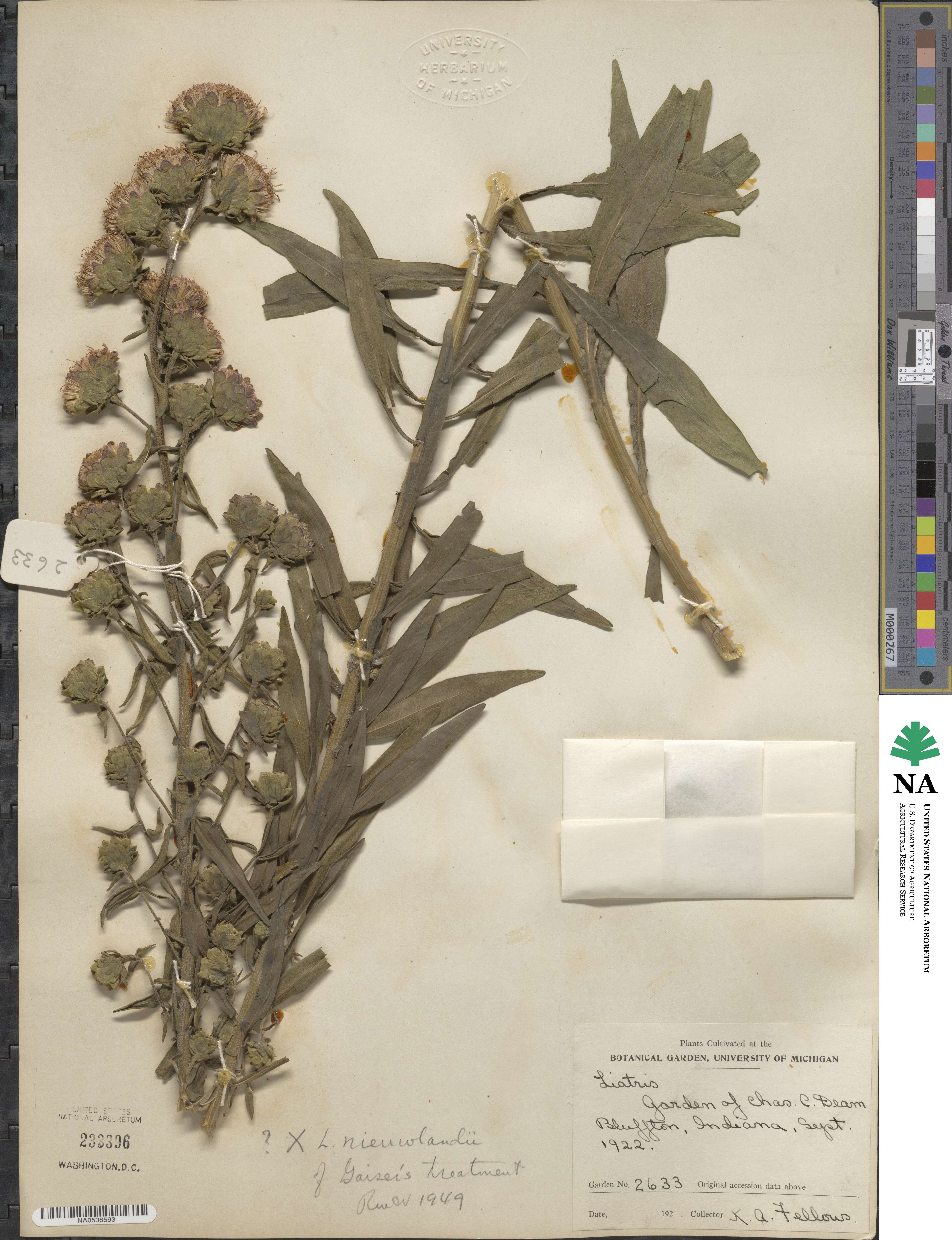 Liatris × nieuwlandii image