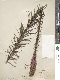 Liatris pycnostachya image