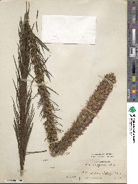 Liatris pycnostachya image