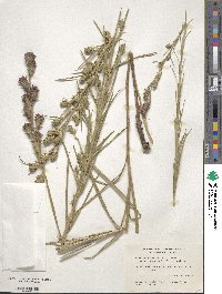 Liatris squarrosa image