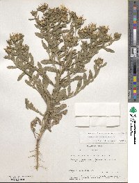 Grindelia microcephala image