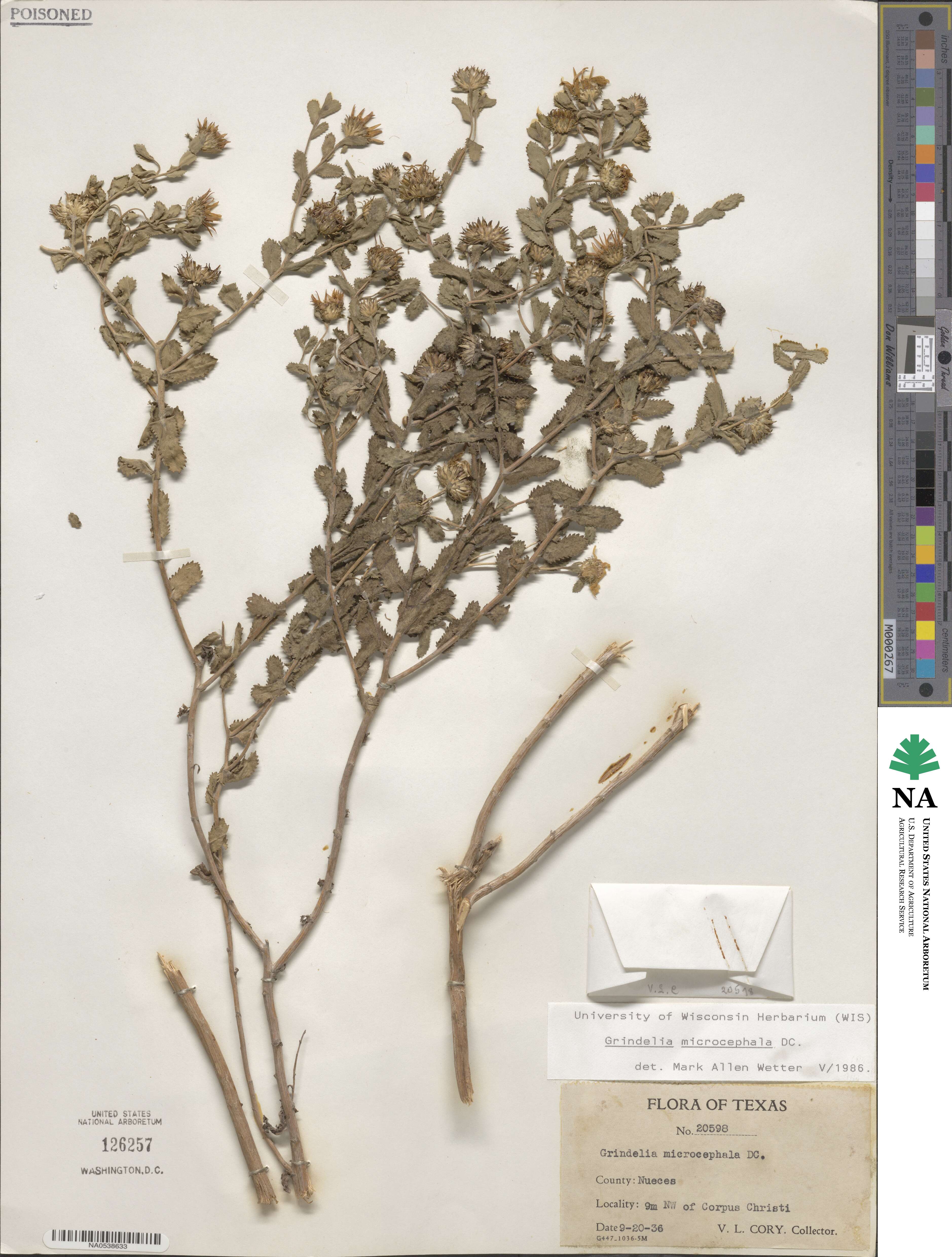 Grindelia microcephala image