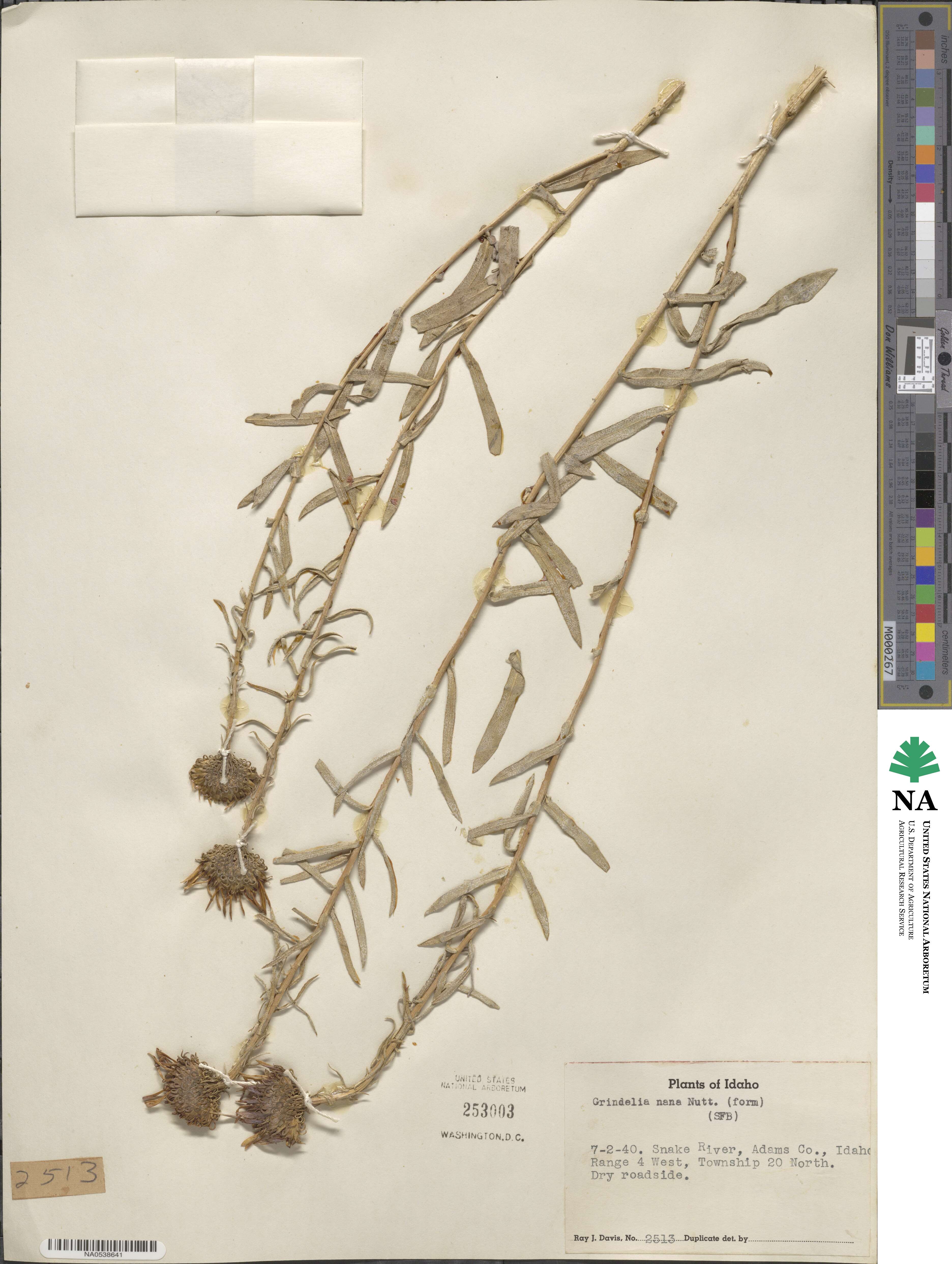 Grindelia hirsutula image