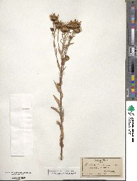 Grindelia hirsutula image