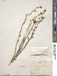 Grindelia hirsutula image