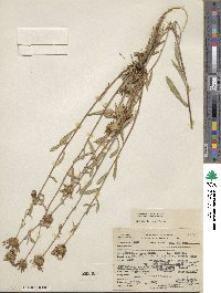 Grindelia hirsutula image