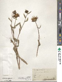 Grindelia hirsutula image