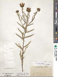 Grindelia lanceolata image