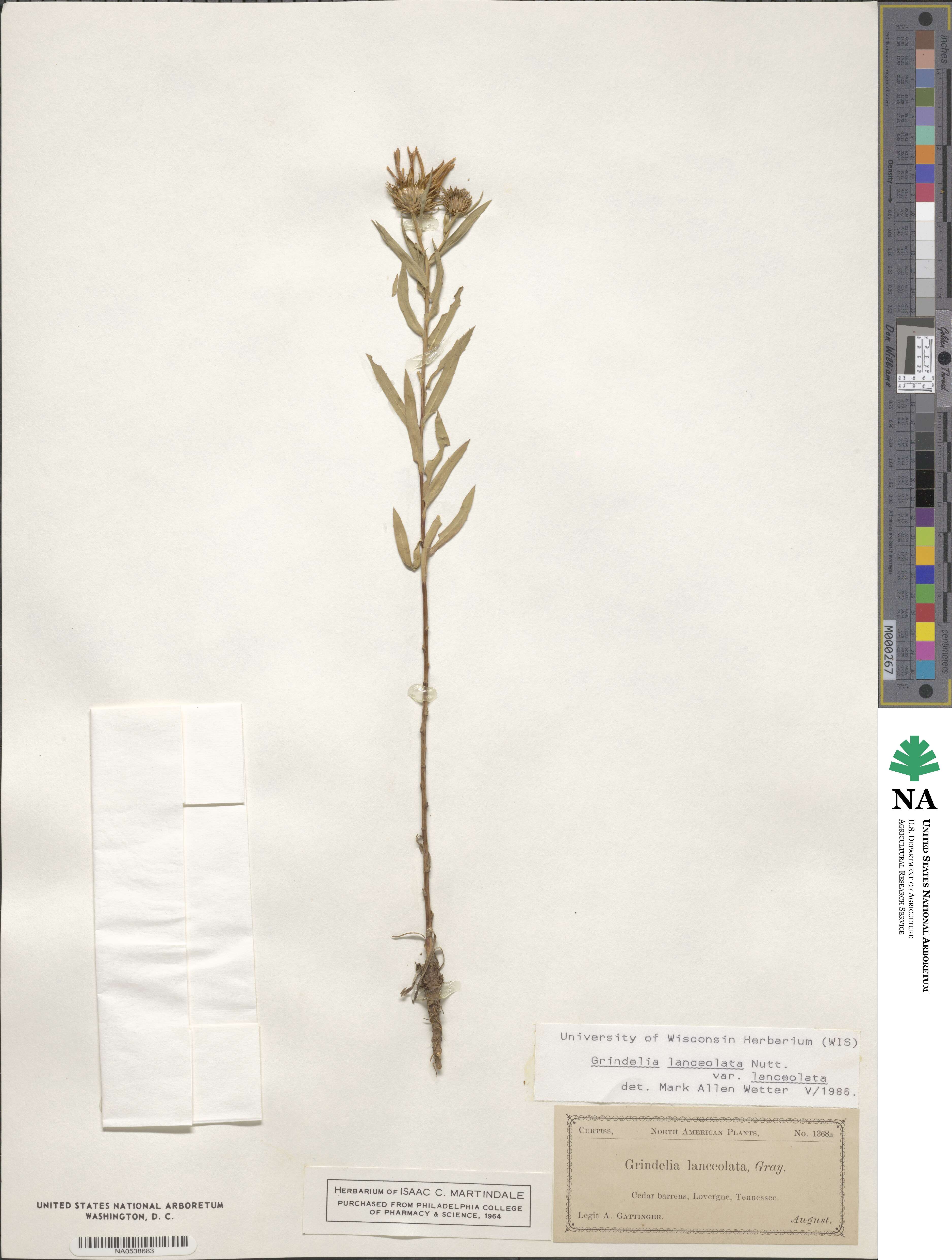 Grindelia lanceolata image