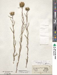 Grindelia lanceolata image