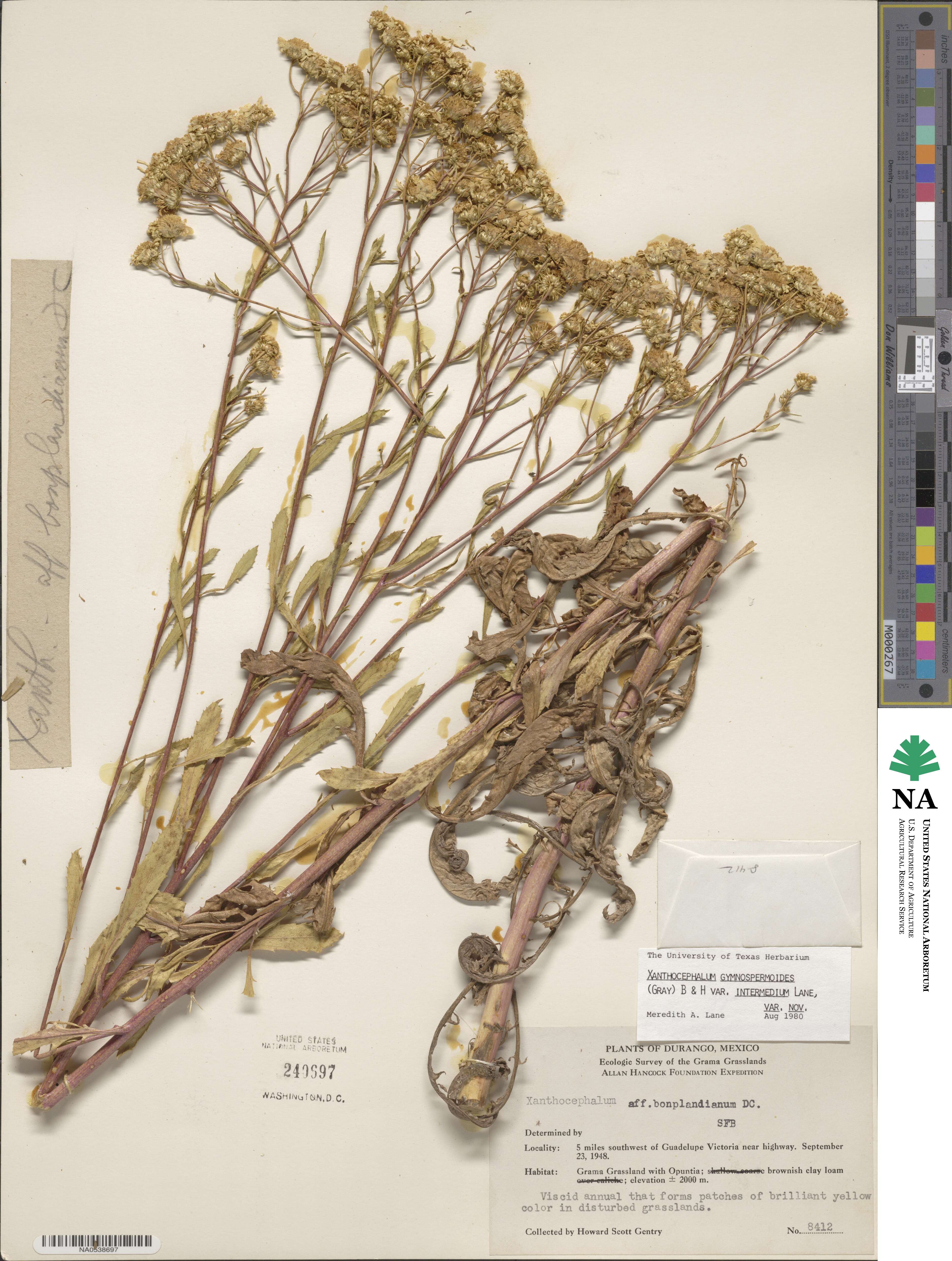 Xanthocephalum gymnospermoides image