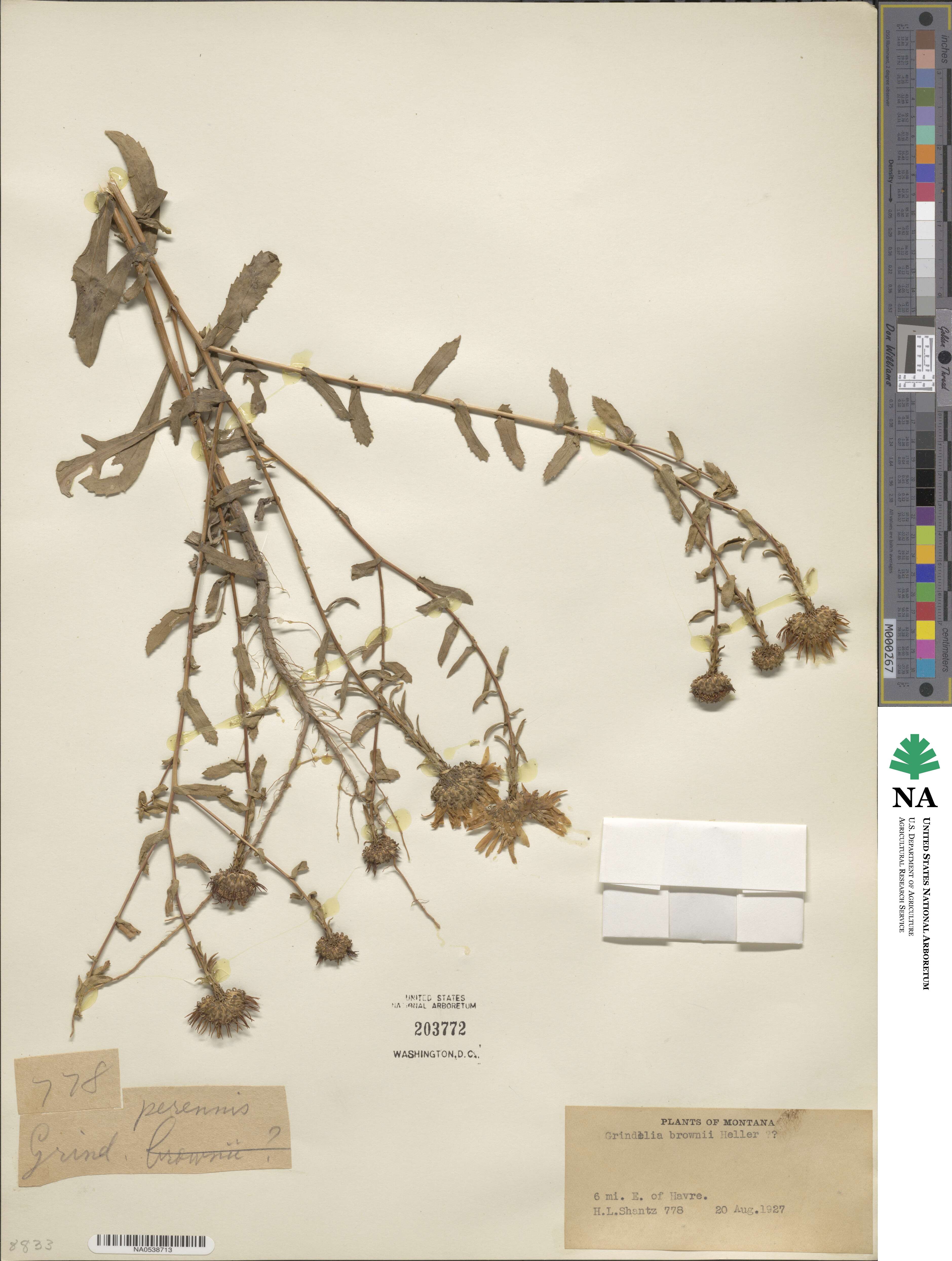 Grindelia hirsutula image