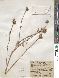 Grindelia hirsutula image