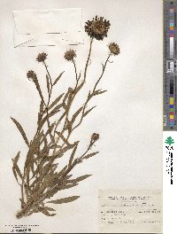 Grindelia chiloensis image