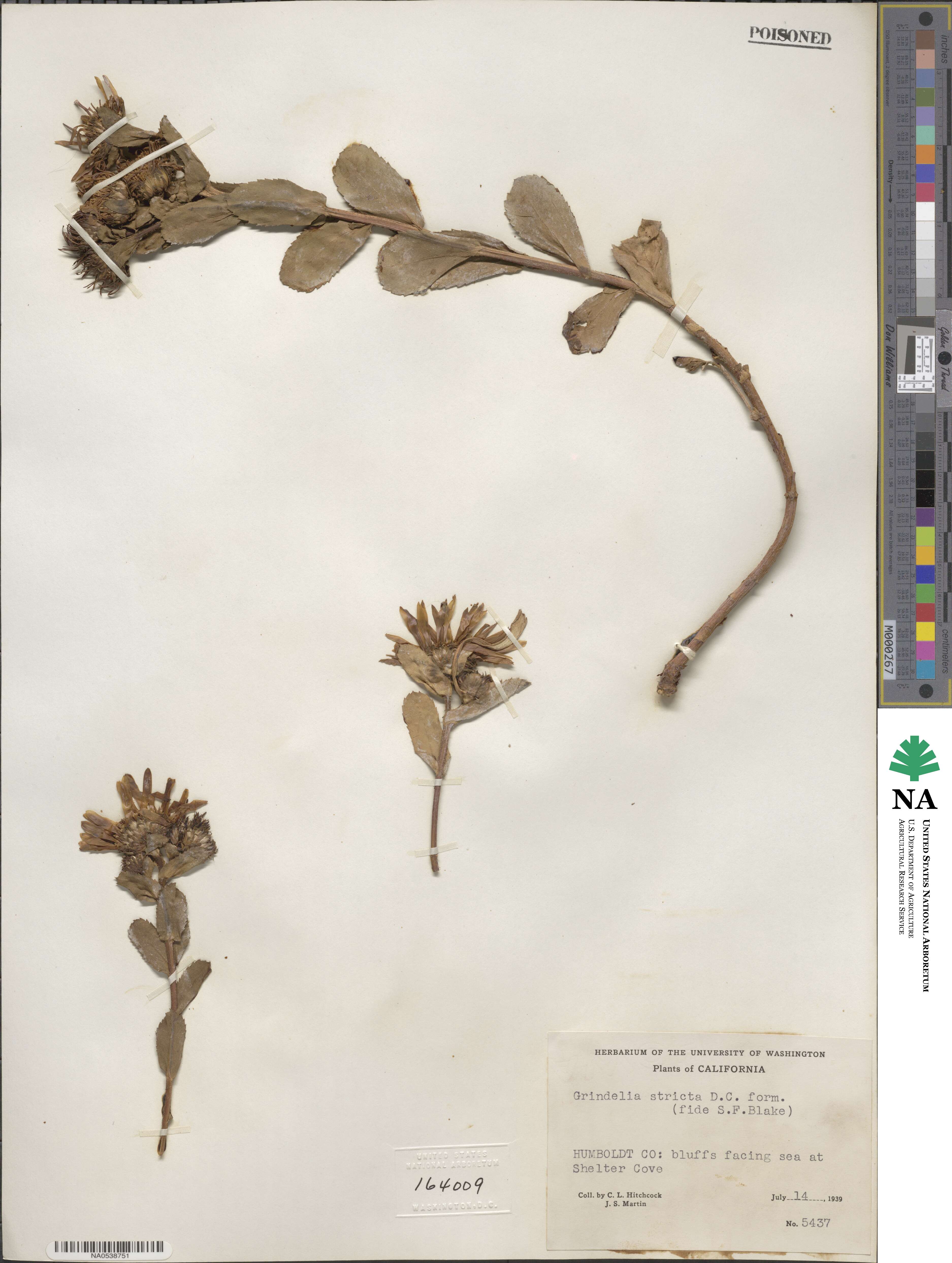 Grindelia hirsutula image