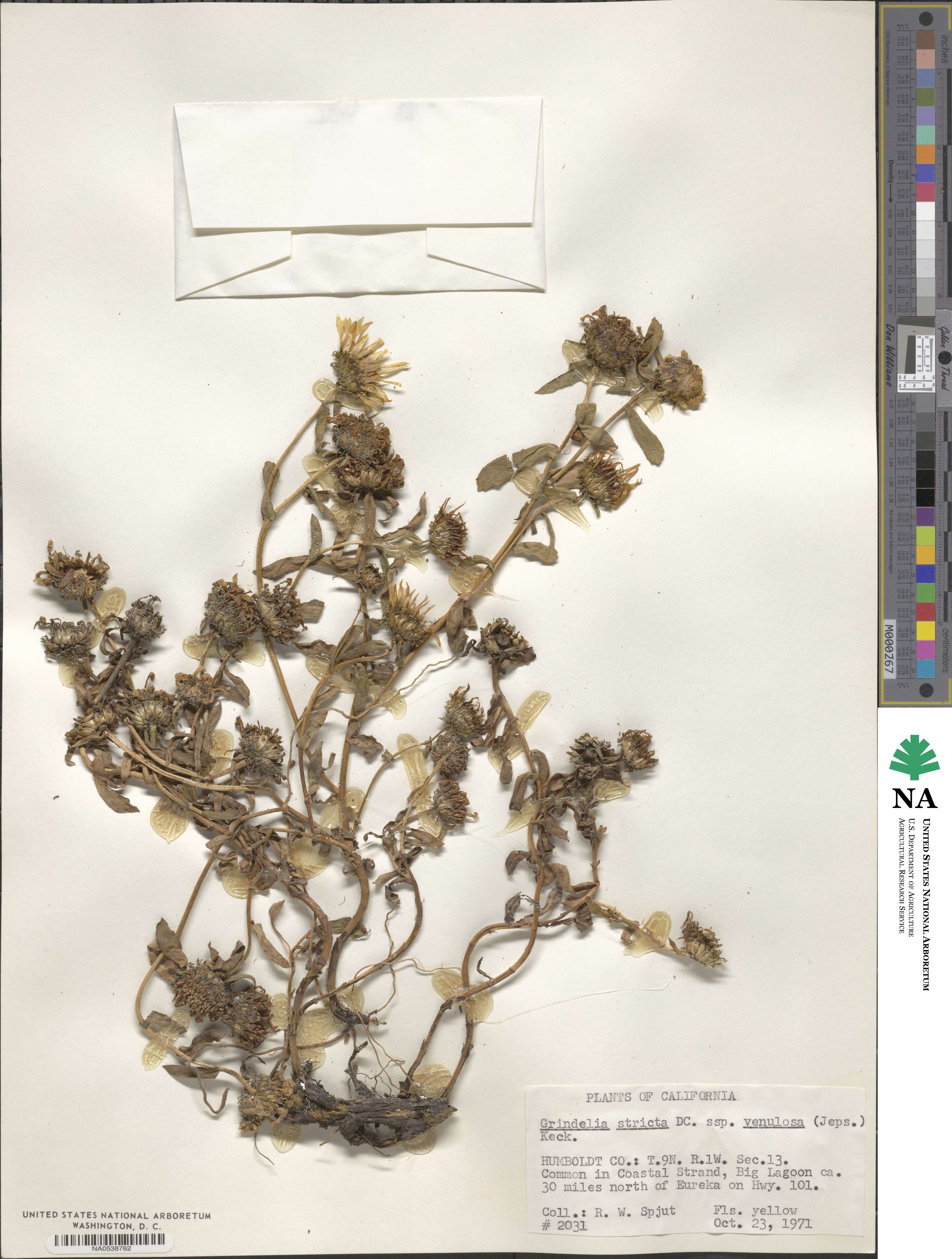 Grindelia hirsutula image