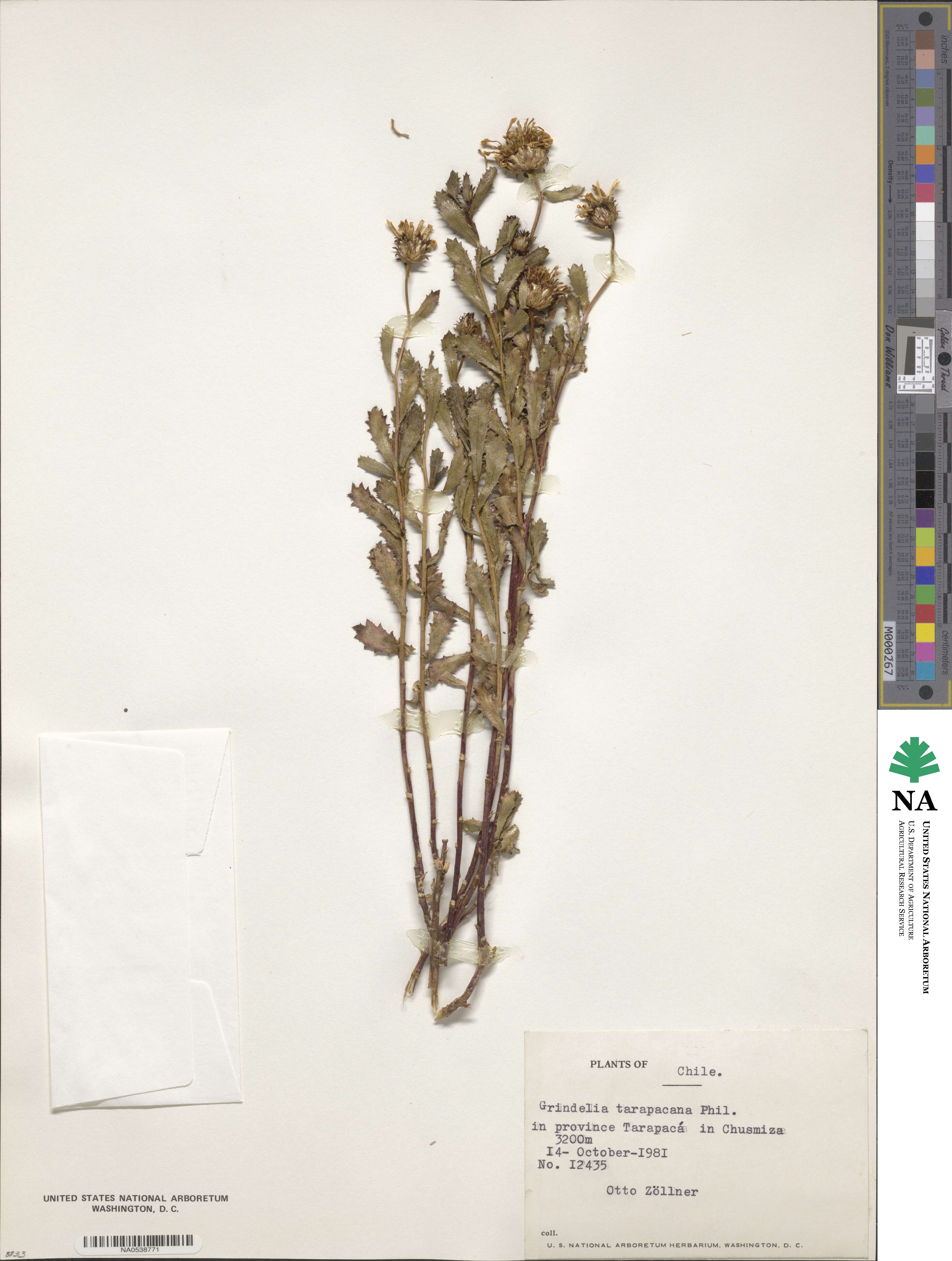 Grindelia tarapacana image